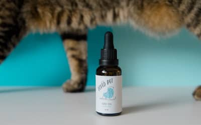 CBD for Pets – Can Your Pet Benefit from CBD?