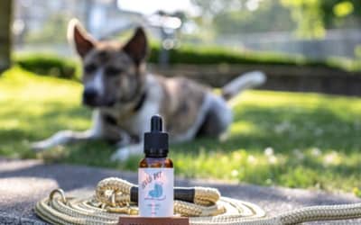 How to choose the best CBD oil for dogs in Canada: A full Guide