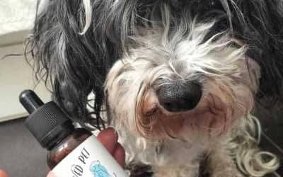 How Much is Too Much CBD for Your Pet?