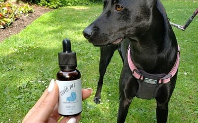 The Difference Between Pet CBD Oils, Treats, and Sprays