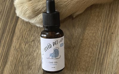CBD for Dogs: The Best Supplement for Your Pet